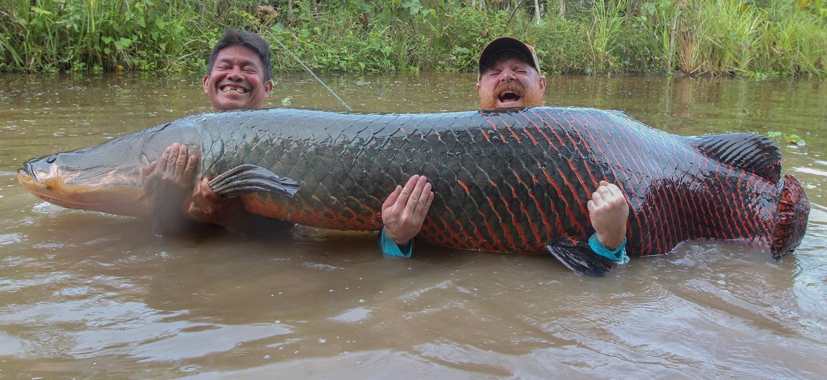 19. arapaima funfact : theyre one of the largest freshwater fishes and their tongues are believed to have medicinal properties