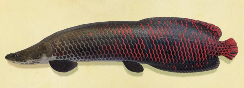 19. arapaima funfact : theyre one of the largest freshwater fishes and their tongues are believed to have medicinal properties