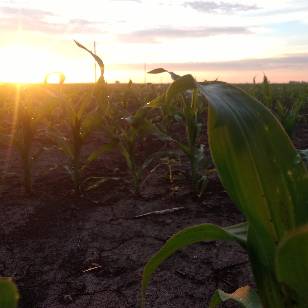 WKevinNelson's tweet photo. Good morning!๐
#todayisagift #everydaysablessing #thankfuleveryday #june #sunrise_sunset #corn #ilcorn #cornrows #ruralillinois #illinoismorning #ruralmorning #ohwhatabeautifulmorning #roadsidecaptures #midwestcaptures https://t.co/jBSjcFwasE
