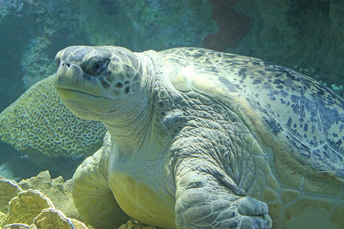 Happy World Sea Turtle Day! 🐢

Today we celebrate all sea turtles, but especially our 550lb Giant Ocean Tank celebrity: Myrtle the turtle! In our #VirtualVisit of the day on FB and YouTube at 11am, join educator Nick + aquarist Mike for a little history on Myrtle. #SeaTurtle