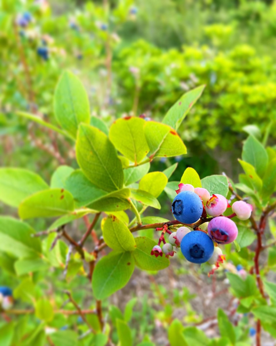 元美容師 植木屋さん On Twitter 熟してきました 青色 ピンク 紫色 ブルーベリー Blueberry Colorful 植木屋 植木生産 植木販売 畑仕事 掘り取り 植栽 外構 家づくり 洋風 新築 緑のある暮らし 稲沢 愛知県 庭 庭木 美容師 Tree Plants