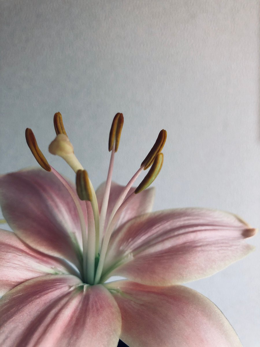 Air Aroma Japan ユリの花言葉は 純粋 無垢 威厳 5月 8月に花 を咲かせる百合は 女性の美しさを形容する言葉として 立てば芍薬 座れば牡丹 歩く姿は百合の花 と表現されます 玄関に生けると 独特の甘い香りで満たされます Air Aroma Japan ユリの花言葉は 純粋 無垢 威厳 5月 8月に花 を咲かせる百合は 女性の美しさを形容する言葉として 立てば芍薬 座れば牡丹 歩く姿は百合の花 と表現されます 玄関に生けると 独特の甘い香りで満たされます