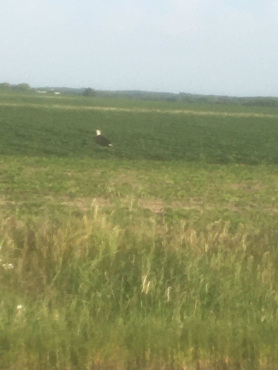 Here’s America.  He’s been in my fields the last few mornings.  No food out there, just scouting where he’d like the amber waves planted #americathebeautiful