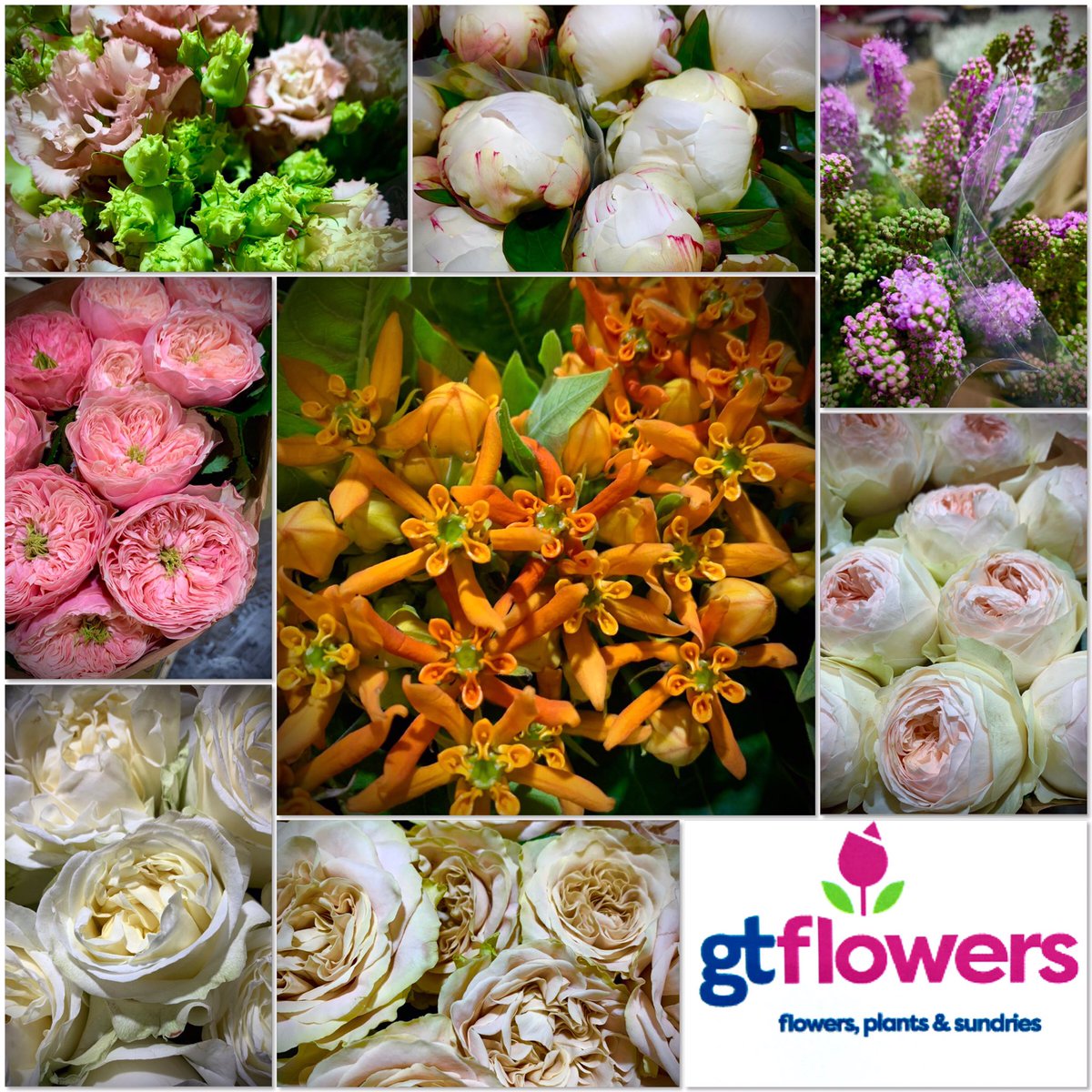 gtflowers's tweet photo. It’s a fantastic time for flowers!
Here are some of today’s beauties! We’ve had more beautiful roses from Wan Roses and VIP Sassen.
All sold today 🔥Next lot arriving on Thursday ☝️😊 https://t.co/zYhqNisabd
