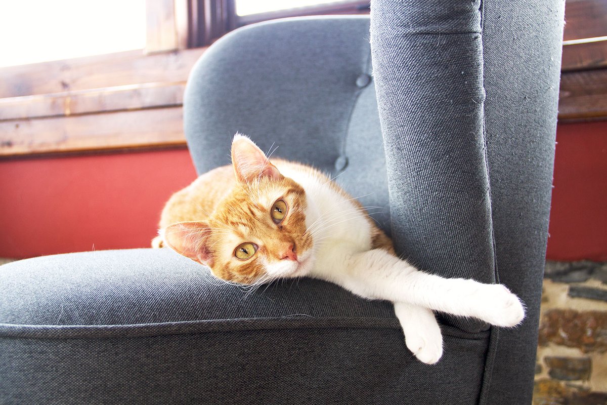 ¿Los #gatos nos echan de menos y sufren ansiedad por separación? ¡Purrrsupuesto que sí! La ciencia por fin confirma lo que quienes les queremos ya sabíamos: tu gato te echa de menos cuando no estás 

Os lo cuento en <a href="/eldiarioes/">elDiario.es</a>. ¡#FelizMartes de bigotes! 

eldiario.es/consumoclaro/p…