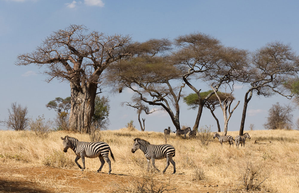 Саванной восточной африки. Национальный парк Тарангире в Танзании. Сафари Тарангире Танзания. Саванна Серенгети Танзания. Саванны Эфиопии.