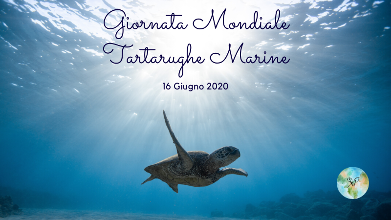 RPlanetit's tweet photo. Oggi è la 🐢🌊Giornata Mondiale delle #TartarugheMarine - #WorldSeaTurtleDay !
❌ #Inquinamento, #plastica, turismo intensivo sono solo alcune delle minacce a questa specie, sempre più a rischio estinzione! Cosa possiamo fare per salvaguardarle e aiutarle? https://t.co/kOfIq7EiWI https://t.co/LTj9Jgx2R3