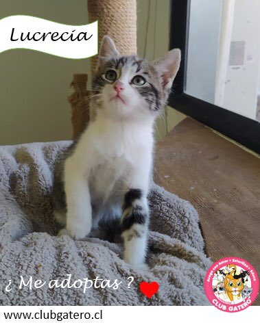 Lucrecia es una gatita rescatada de 2 meses de edad. Es una gatita tranquila y regalona.
 
Si quieres adoptarla, escríbenos a adopcionesclubgatero@gmail.com para coordinar. 

Consulta por los requisitos