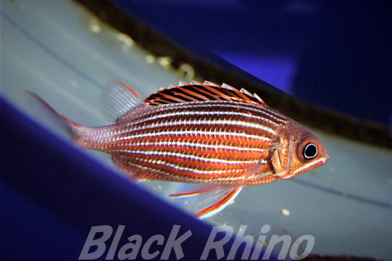 Black Rhino 鳥羽水族館 19 ニジエビス イットウダイ クロオビマツカサ イットウダイ科の魚たち T Co Zotzxtoxki ニジエビス 鳥羽水族館 イットウダイ クロオビマツカサ T Co Zze8ef678r Twitter