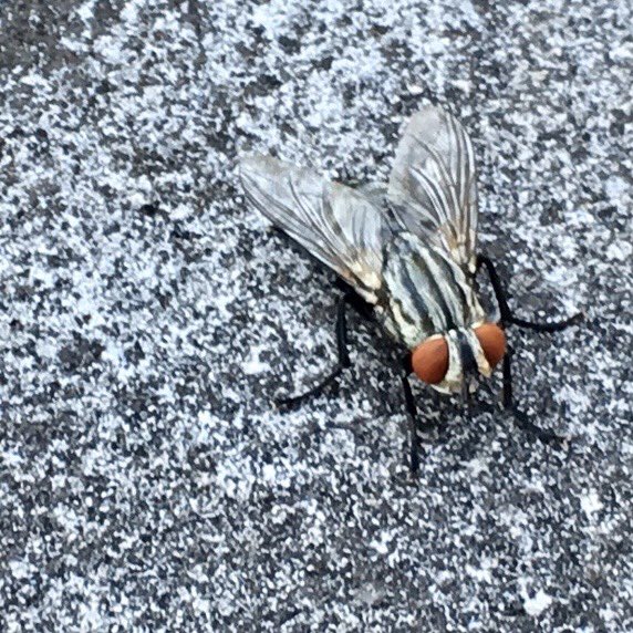 John Carlson on X: #Fleshflies lay eggs in rotting material, typically  flesh. The cute little maggots consume the material that would otherwise  undergo bacterial rot that smells awful. Seeing many flesh flies