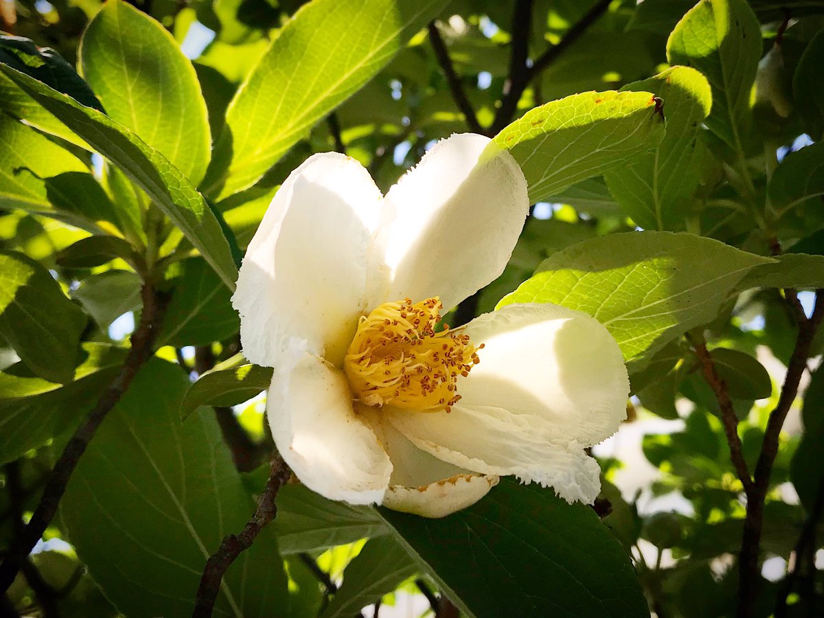 片岡まみこ 夏椿 シャラの木 が咲いていました 普通の椿とは葉っぱが違う 花言葉は 愛らしい シャラの木 夏椿