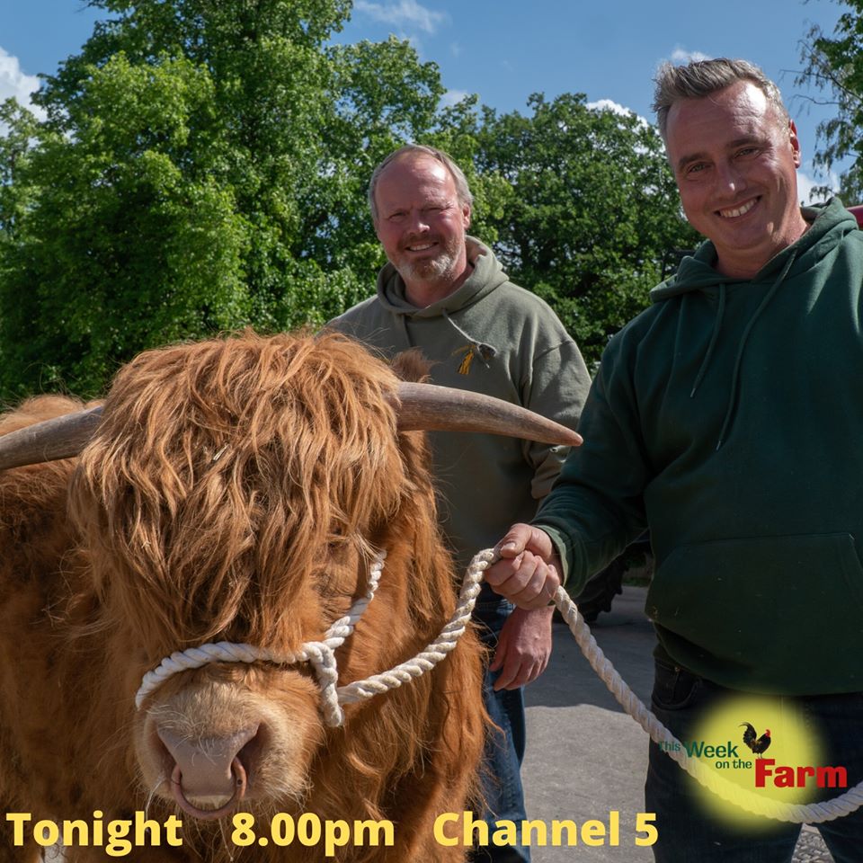 CannonHallFarm's tweet photo. Today is the day! Our brand new series starts tonight at 8.00pm on Channel 5! Tune in to find out what these three have been up to, tonight on This Week on the Farm! 🐄🐓🦙🐐🐂 https://t.co/OLbQ0ysJHD