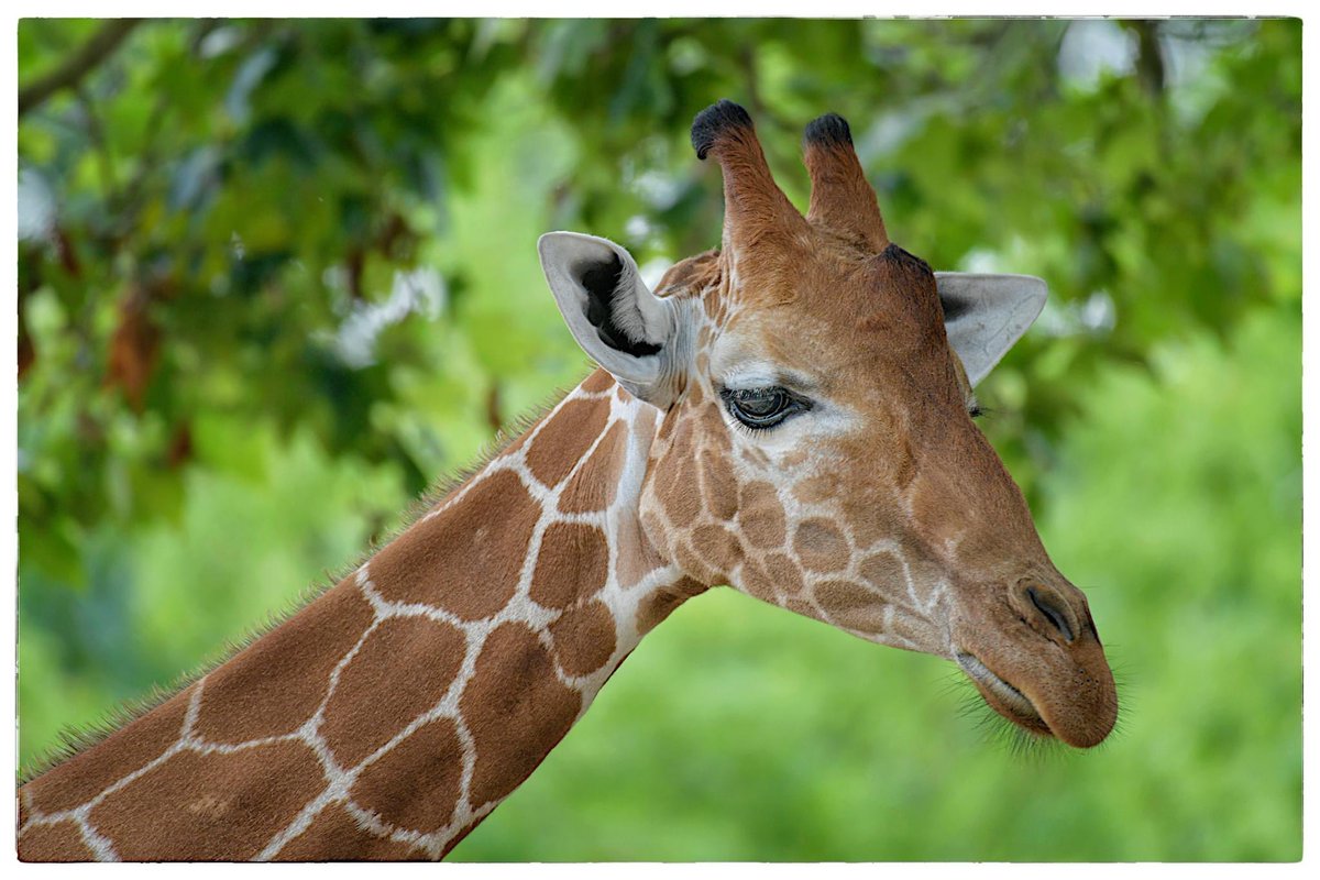 Tall on Tuesday
#ReticulatedGiraffe AKA #SomaliGiraffe  @zoobeauval @delphinedelord 
Reticulated #Giraffes communicate through bellows, hisses, snores and grunts. They also use an infrasonic sound, inaudible to humans.#Nikon #nikonphotography #NikonD5 
©Véronique AUBOIS -