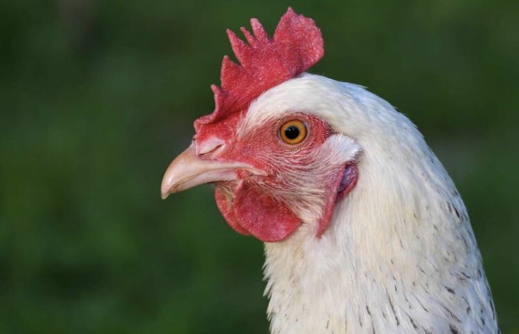 Het schoolvoorbeeld van #verhullen/verbergen: #cash bewaren in een koelcel en vervolgens verpakt in #kiprollades vervoeren naar Aruba in een zeecontainer, terwijl ‘t geld ook nog eens bestemd is voor ‘t restaurant waarvan verdachte eigenaar was. #witwassen bit.ly/3hB3Ooj