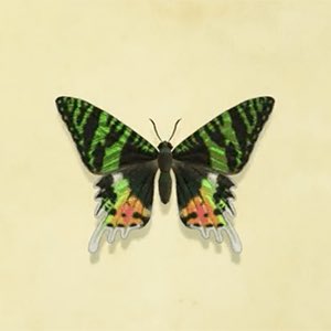 22. madagascan sunset monthfunfact : the silk from its mouth is known to cause a euphoric high to those who consume it....yall hearing what im hearing?