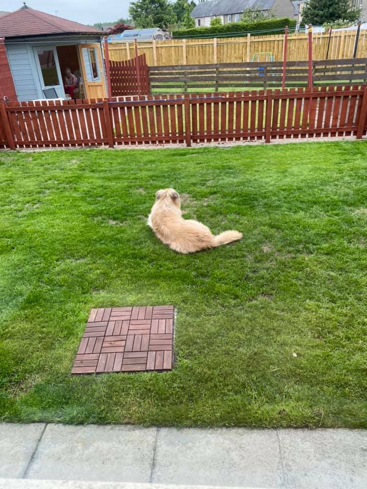 Murphy protecting his flock