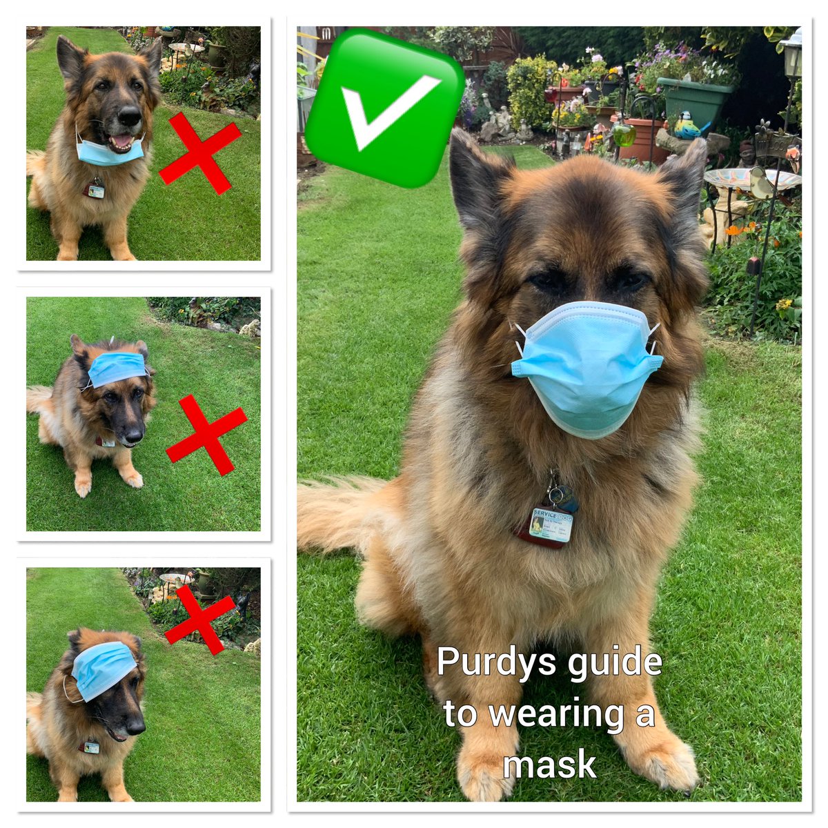DogPurdy's tweet photo. I don’t know when I will be back visiting you all but I thought I would show the owner the correct way to wear a mask. Miss you all.@NLaGpaeds @NHSNLaG @NRCGoole_NLaG @HesleyGroup @HealthTree_NLAG @ScrubsBear @iabtcmobile https://t.co/4kIXNrRXk4