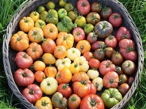 ShareNurseries's tweet photo. How to grow tomatoes, a complete detailed guide from @QuickcropUK 
#tomatoes #gardeningtips
https://t.co/RhMkXNK7Dg https://t.co/yz9DwWBeN6