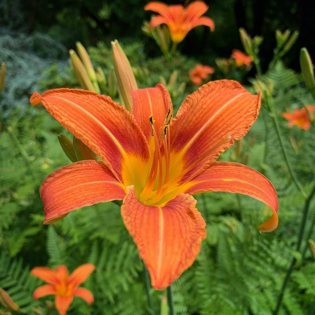 danwashburn's tweet photo. Orange daylily. Hemerocallis fulva. 6/15/2020 https://t.co/3QCES39bXi https://t.co/tPrtb7zRJi