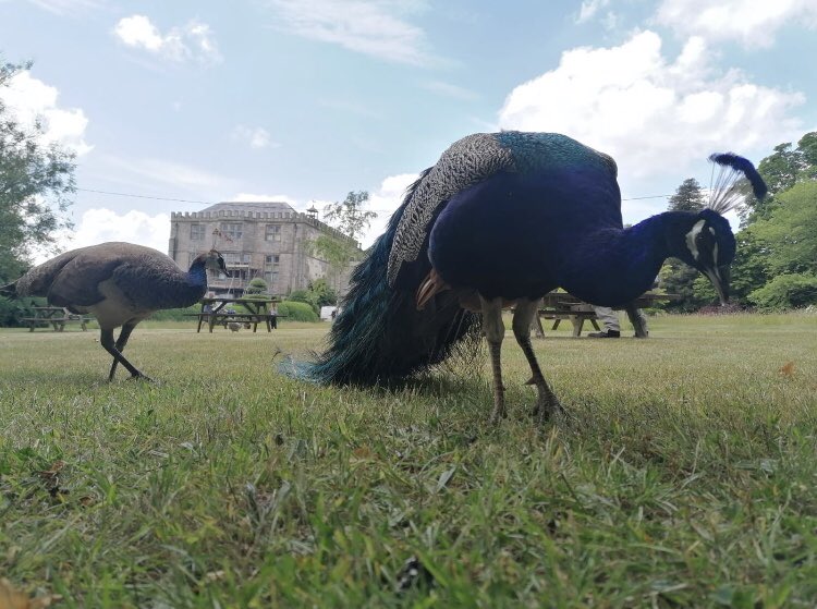 Holy Well Glass tweet media