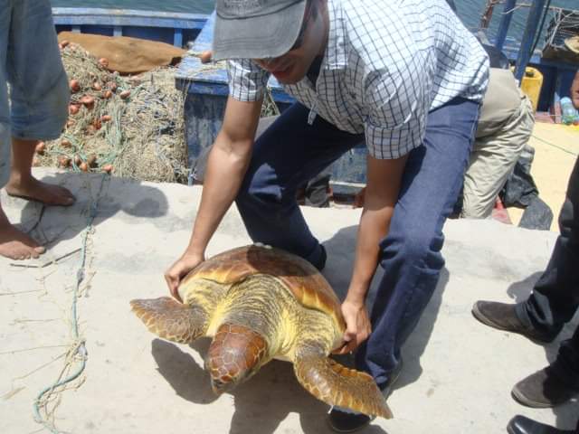 In honor of World #seaturtleday  on June 16 I'm sharing an old photo of #one of #three #Caretta saved in 2011 in the border with #lybia  @UN_FAO_GFCM @FAOfish @dabbadie @albahry_ @DrAhmedAlmazrui @OthaibiMohammed