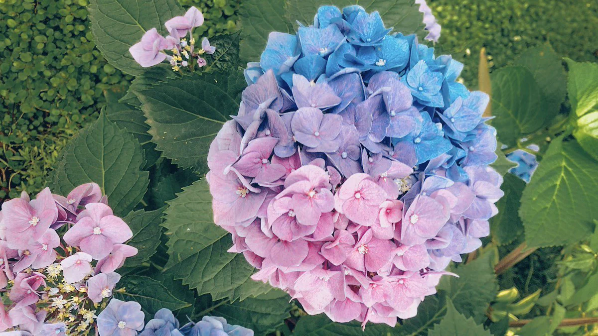 幸せのおすそ分け。幸せを運んでくれそうなあじさいの写真きれいです。