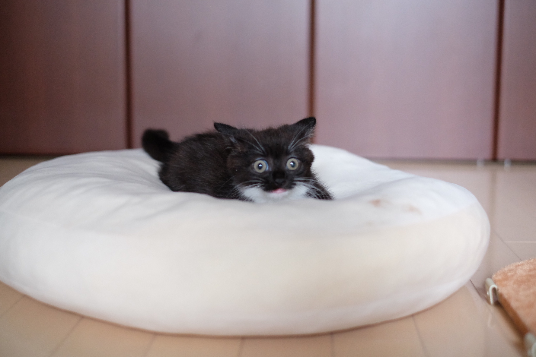 うに ねこ休み展 そんな表情するんだ ミヌエット ミヌエット子猫 ねこ ねこすたぐらむ ねこ好きさんとつながりたい かわいい猫 靴下猫 もみもみ猫 リツイートお願いします T Co S8is0mowie Twitter