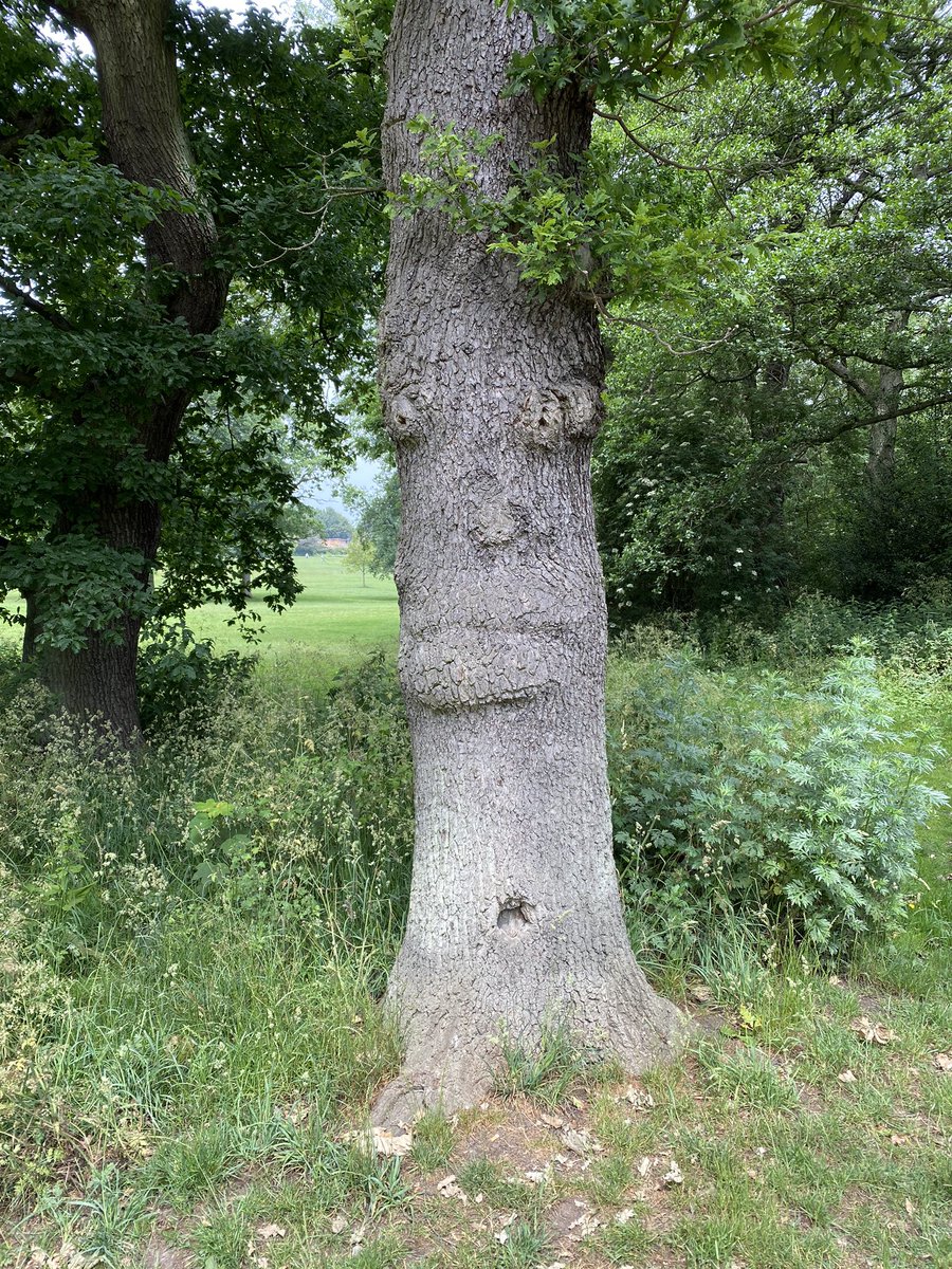 Love a face in a tree. #darleypark #derbyparks