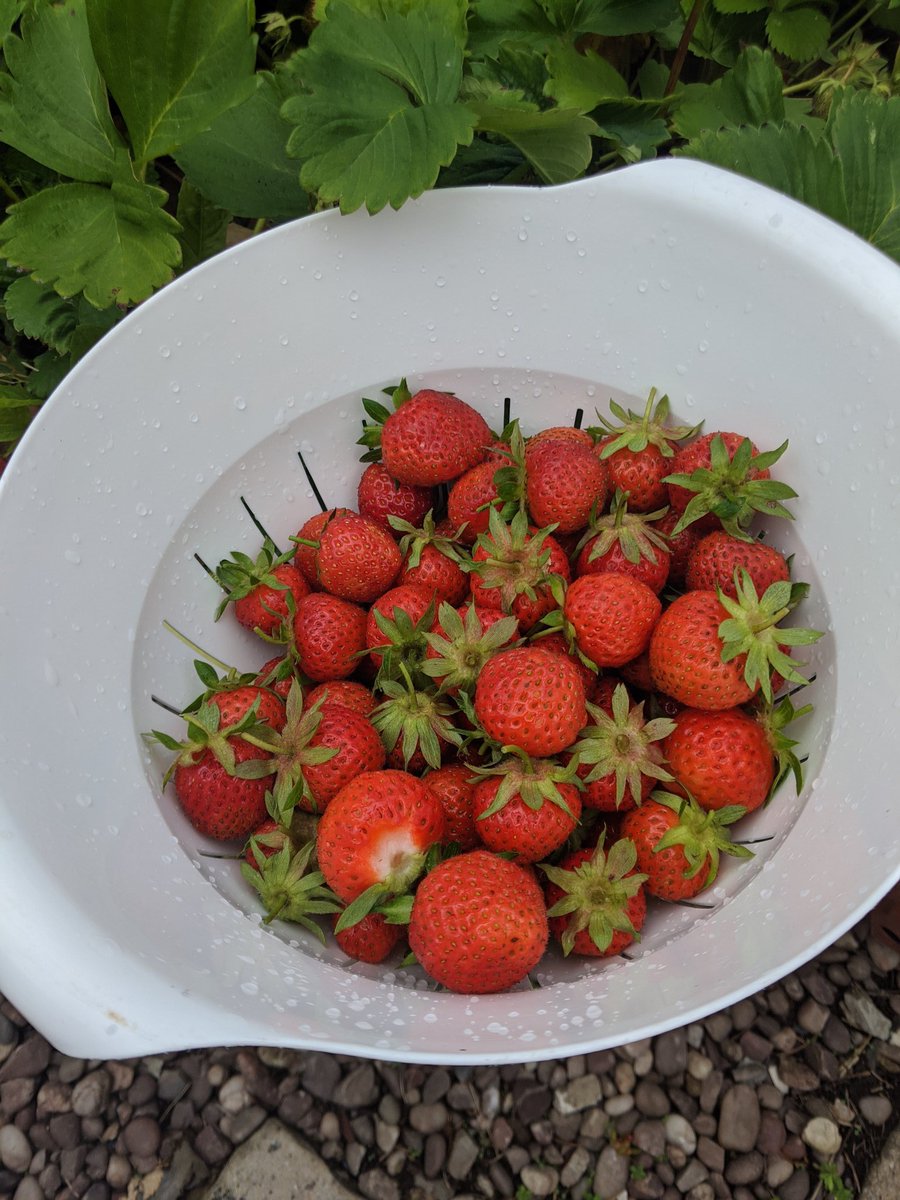 I'm on annual leave this week, perfect timing for my strawberry crop. Today's harvest just shy of 950g. I will keep you posted about tomorrow's