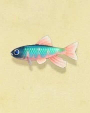 24. pale chub funfact : it’s also known as a zacco platypus ~