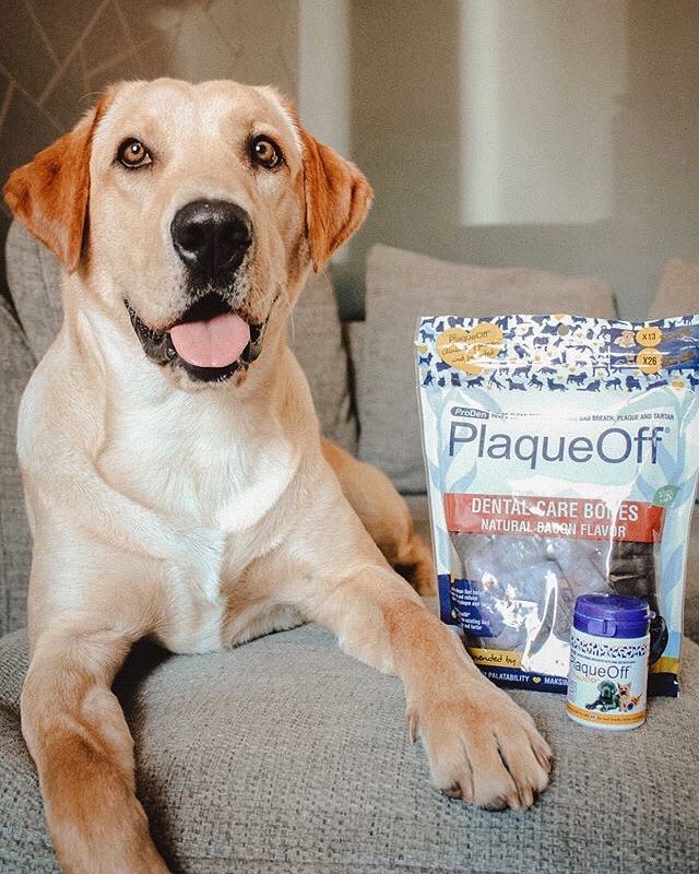 swedencareuk's tweet photo. Happy Tongue Out Tuesday 👅🦷✨ @buddy_the_lab_19 .
.
#PlaqueOff #Plaque #Tartar #BadBreath #PlaqueOffPowder #PlaqueOffDentalBones #BaconBones #CanineDentalHygiene #FelineDentalHygiene #Labrador #Lab https://t.co/MqTwm72uvn