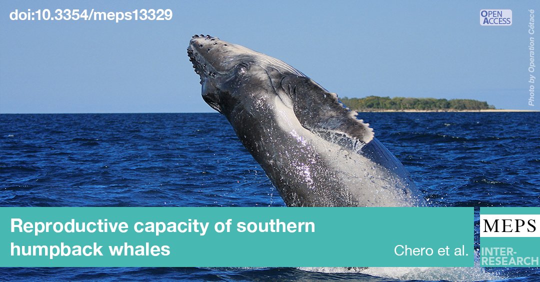 MEPS_IR's tweet image. Recovery thanks to increased calving rate? Capture-recapture models from &amp;gt;20 years of data provide first estimates of reproductive parameters for a population of Oceania humpback whales #NewCaledonia @UMREntropie #CEFE @CNRS

Read full article ➡️ bit.ly/meps_643_219
