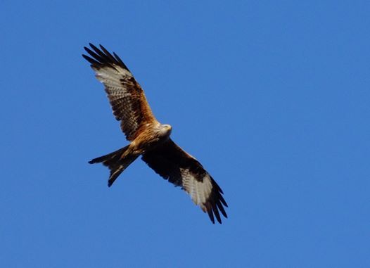 Stunning Red Kite above my garden a few minutes ago. Pontarddulais West of Swansea.