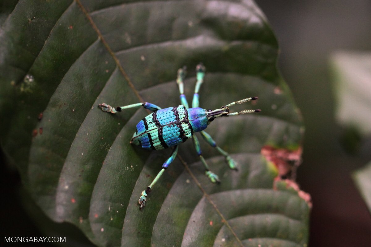 25. blue weevil beetle i cant find any funfact about this but weevil is SO CUTE