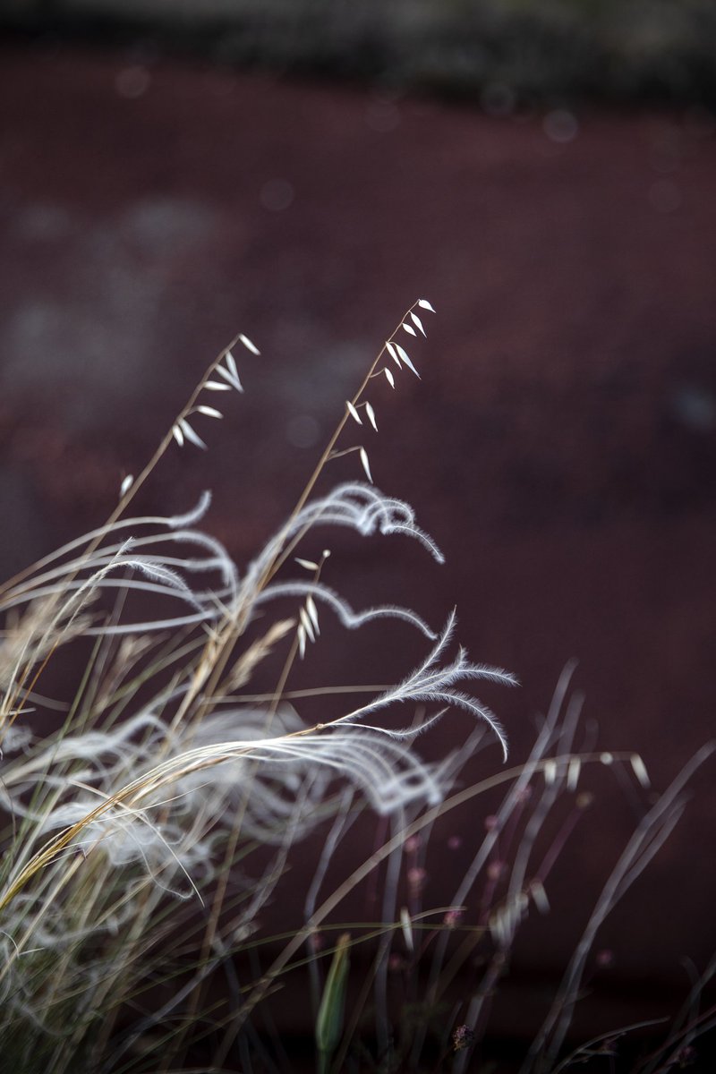 Trip in Wild tweet media