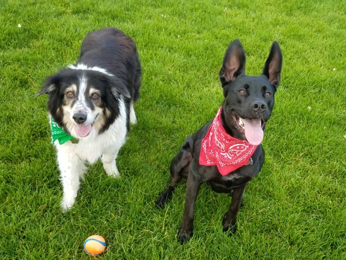 jessupatlarge's tweet photo. A well earned #TongueOutTuesday https://t.co/kOZtioTald