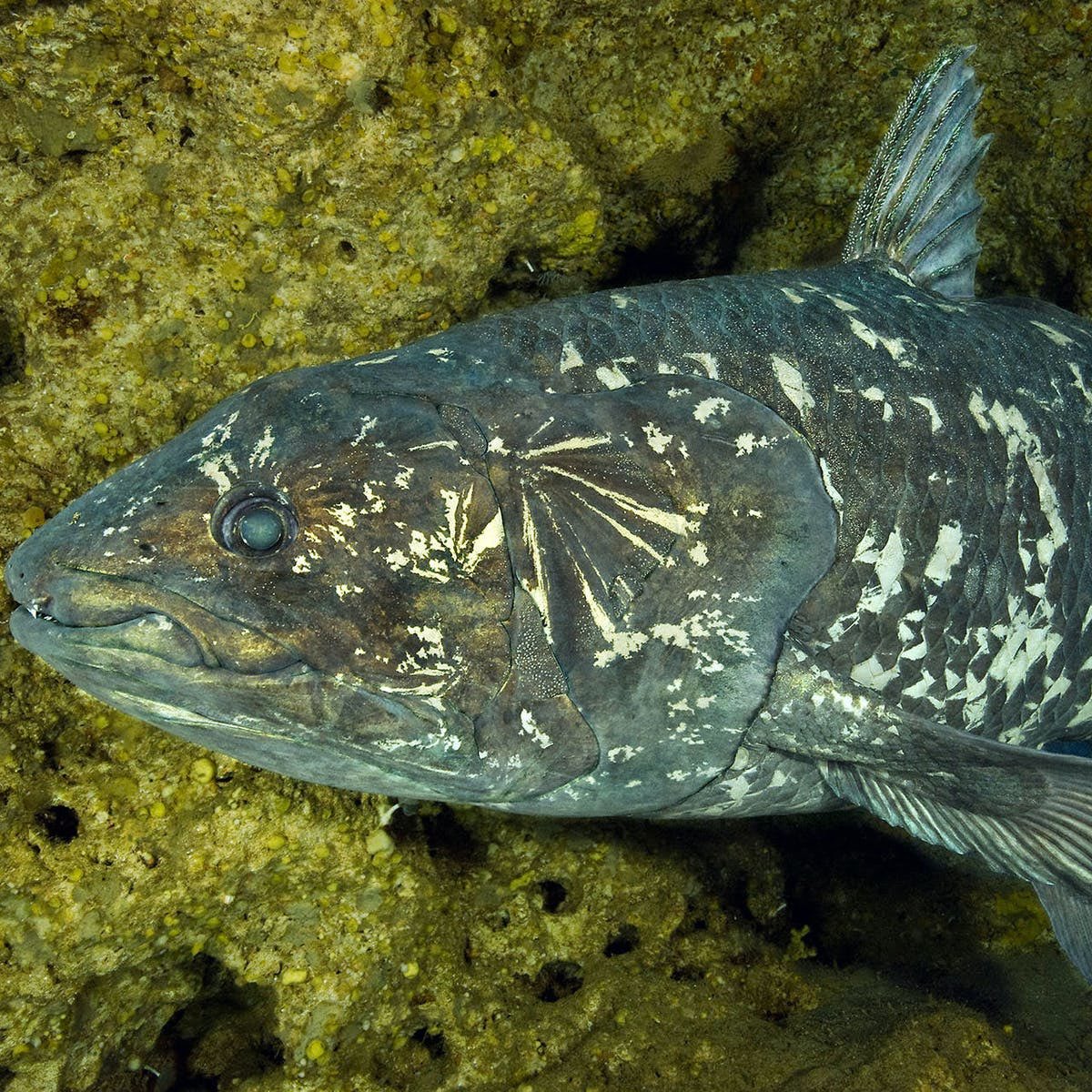 Латимерия (Latimeria chalumnae )