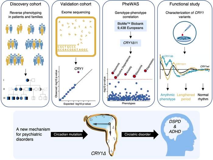 Journal of Clinical Investigation (@jclinicalinvest) on Twitter photo Attention deficit/hyperactivity disorder is associated with human CRY1 variants: buff.ly/3d2DfVO <a href="/BilkentUniv/">Bilkent Üniversitesi</a> #genetics Attention deficit/hyperactivity disorder is associated with human CRY1 variants: buff.ly/3d2DfVO <a href="/BilkentUniv/">Bilkent Üniversitesi</a> #genetics