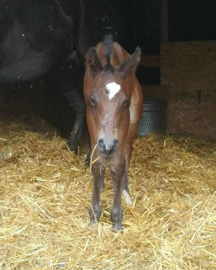 JBMEquiFarms's tweet photo. Happy 3rd birthday to Eddy ๐๐๐
Yogi's half brother is now a reiner in training and getting his first set of sliders this week.
My baby is so grown up now.
#eddy #megawattshine #boonbarscoin #velvet #bay #colt #nrha #nrbc #bigshoestwofill https://t.co/7FKSf5BuEP