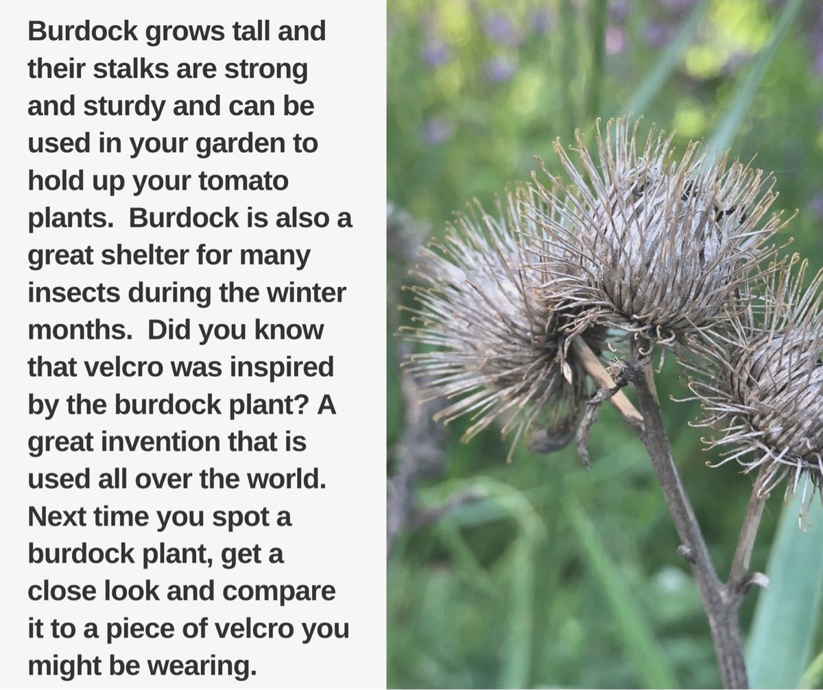 peel_fc's tweet photo. What is a weed? A type of #plant or a regular plant humans deem as a weed? @PeelSchools 👀 at the photos below, find examples &amp; share your answers #peelconnected #plantsrule #enviroed #learningnaturally #homeschooling #ontario #peelfam #peel21st https://t.co/jTf6IXS9hg