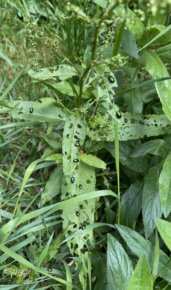bernoid's tweet photo. Docks aren’t weeds in my garden. They’re bejewelled food plants for my Green Dock Beetle army. #Gastrophysaviridula #GreenDockBeetle #lookingatbugs #beetles https://t.co/lDC29S9LBZ