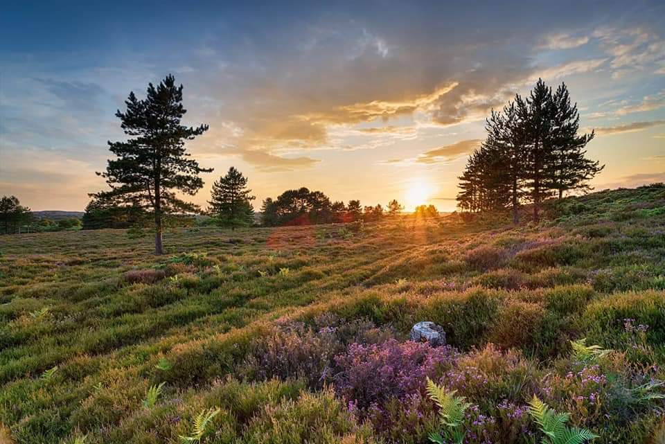 MarionMarven's tweet photo. . @edayphotos
#haysdencountrypark
Early morning start to my hike across the countryside.

#hike #sunrise #countrypark #earlystart #trees #goodmorningnature #sunsshimmer 🥾🌳 https://t.co/FObkBppw4W