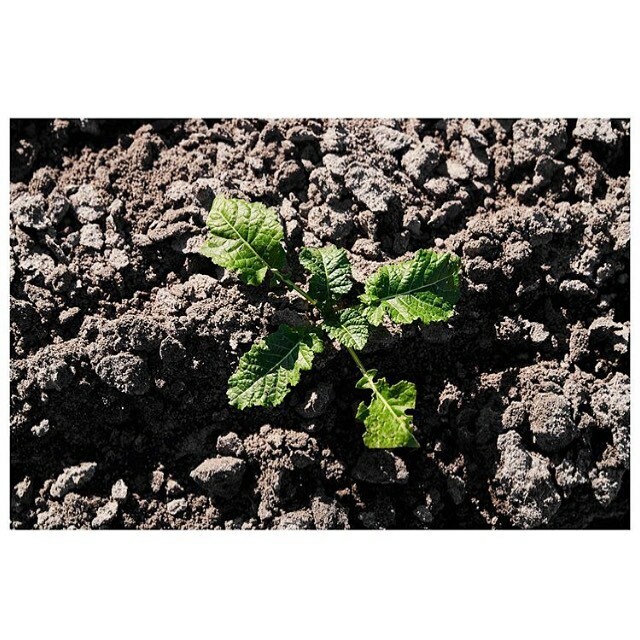 app_sprout's tweet photo. Tips to remember when starting up your garden! -
1. Plant planning. Where to position your plants within each border. 
2. Which plants? Full sun? Or shade loving plants? What’s your own garden environment? 
3. Top soil! Improve your soul for happy plants 🌱 you can even purch… https://t.co/Wpw2ztzGx9