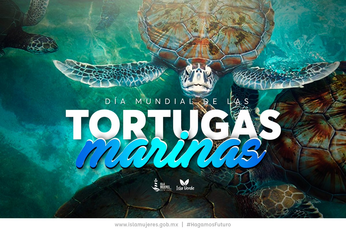 Hoy es el Día Mundial de las Tortugas Marinas y en Isla Mujeres trabajamos en favor de su cuidado y preservación; cada año cientos de tortugas nos visitan para desovar y en esfuerzo coordinado se vigila que puedan hacerlo sin inconvenientes y garantizando su cuidado.