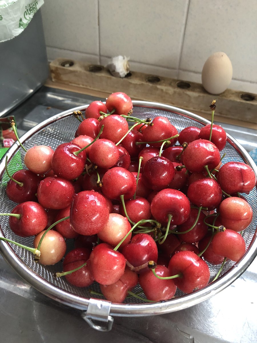 1kg of cherries picked - lower branches of tree netted by husband so we could share with the starlings #delicious @GWmag #growwithgyo