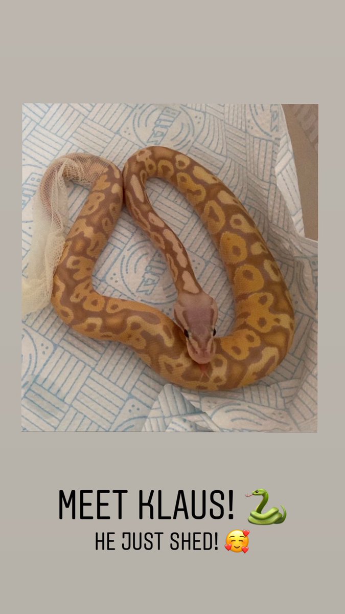 ruthalecki's tweet image. My new baby snek! ☺️ #snakesoftwitter #ballpythonsoftwitter #royalpythonsoftwitter #snakesofinstagram #ballpythonsofinstagram #royalpythonsofinstagram #bananasuperpastelspecial #ballpythonmorphs #royalpythonmorphs #sneks