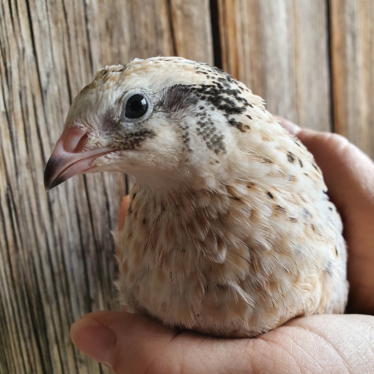 LoveQuail's tweet photo. A bird in the hand. 

Why do we love these birds so much?  

Is it the warm plumpness, the pear drop shape that sits in the palm, the soft peachy tones &amp; spotted breast, the 'Jurassic Park' dinosaur shrieks by the males..and all before we even start on their speckled eggs! #quail https://t.co/oUUof67FSp