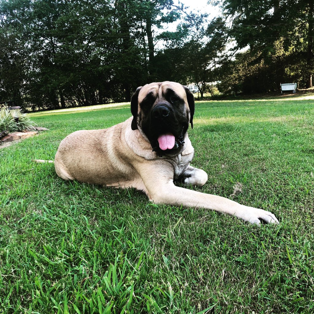 LifeStrategy101's tweet image. Love this guy! #mastiff