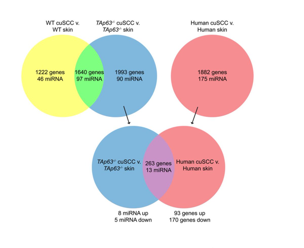 CR_AACR's tweet photo. Davis et al. show that #TAp63, a #p53 family member, is an essential regulator of a novel #microRNAs that can be therapeutically targeted for potent suppression of #CutaneousSquamousCellCarcinoma. @JasonRodencal @MoffittNews https://t.co/u2DN6UBRaa https://t.co/QVe7SxybOE