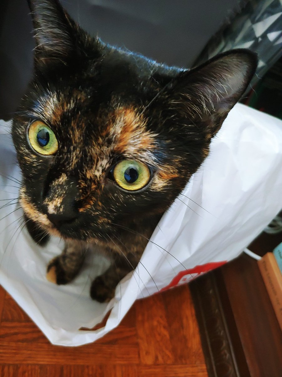 adropofmagick's tweet photo. Vigilant, she stands on guard, a Queen protecting her throne...Of plastic 😂😂 #CatsOfTwitter #writingdistractions https://t.co/e6DPd5qMI2